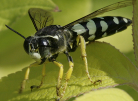 Horse Guard Wasp Horse Guard Wasp